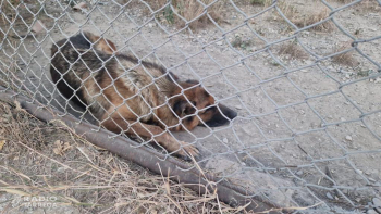 La Policia Local de Tàrrega rescata un gos que presentava greus signes d’abandó dins una finca