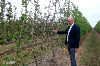 Un assaig de l'IRTA explora diverses estratègies de gestió dels fruiters en situacions de sequera extrema