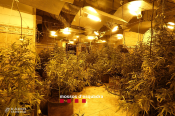 Vuit detinguts i més de 1.400 plantes de marihuana intervingudes en quatre cases de Castellserà i Bellmunt