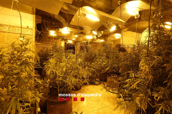 Vuit detinguts i més de 1.400 plantes de marihuana intervingudes en quatre cases de Castellserà i Bellmunt
