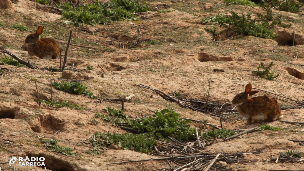 Més de 437.000 conills capturats a les zones de Ponent amb sobrepoblació