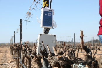 L'INCAVI implementa a Verdú un sistema de reg en vinya per estalviar un 30% d'aigua i mantenir la producció i qualitat