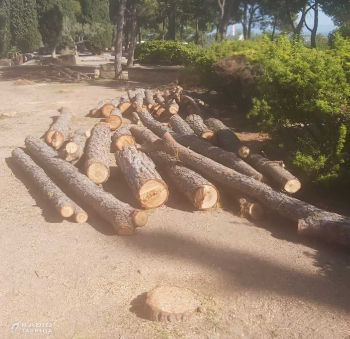 L’Associació dels Amics de l’Arbre detecta una plaga d’escolítids que afecta més d'una vintena d'arbres del Parc de Sant Eloi