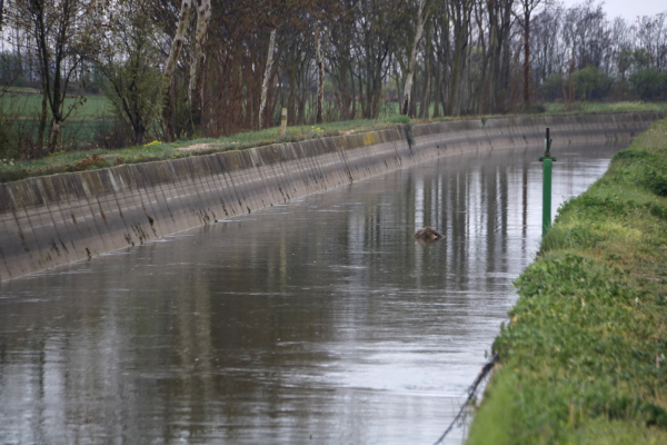 Troben una dona morta al canal d'Urgell a Anglesola