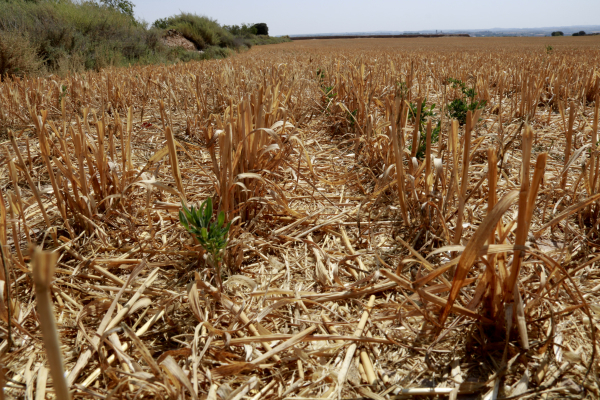 El cereal d'hivern tanca una campanya atípica per la disparitat de rendiment i preus baixos