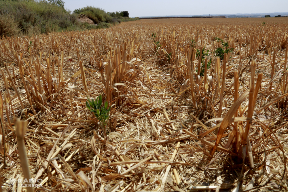 El cereal d'hivern tanca una campanya atípica per la disparitat de rendiment i preus baixos