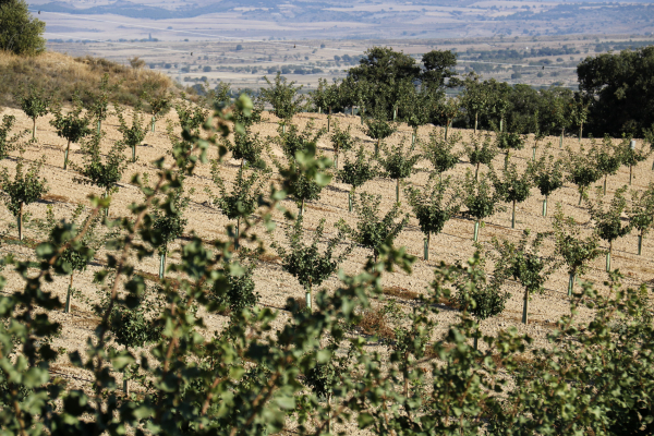 UP denuncia que el Grup Borges incompleix els acords amb els productors de pistatxo del Segarra-Garrigues