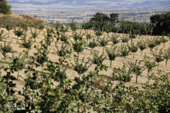 UP denuncia que el Grup Borges incompleix els acords amb els productors de pistatxo del Segarra-Garrigues