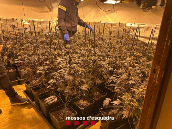 Els Mossos d’Esquadra detenen tres persones per cultiu de marihuana a Castellserà i Bellvís