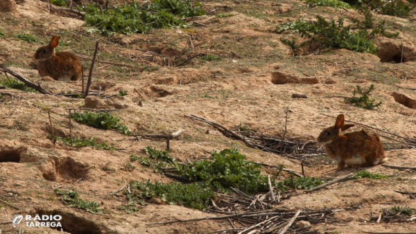 Entitats ecologistes rebutgen l’ús del fosfur d’alumini com a plaguicida per controlar les poblacions de conill