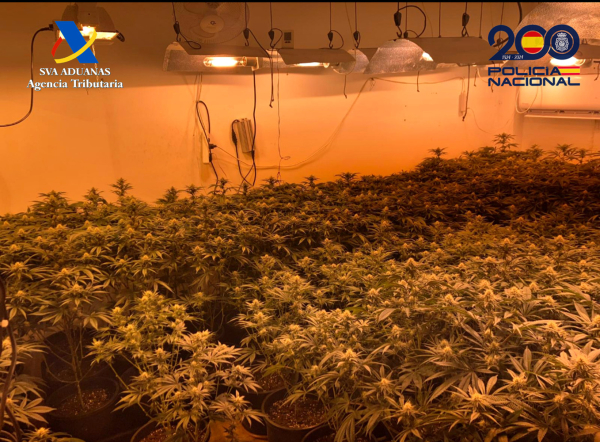 Presó per a sis detinguts acusats de cultivar marihuana en pisos d'un edifici d'Anglesola
