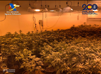 Presó per a sis detinguts acusats de cultivar marihuana en pisos d'un edifici d'Anglesola