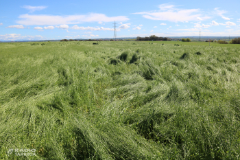 La pedregada deixa danys d'entre el 50% i el 100% de cultius de cereals en finques de la comarca de l'Urgell