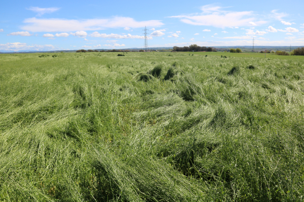 La pedregada deixa danys d'entre el 50% i el 100% de cultius de cereals en finques de la comarca de l'Urgell