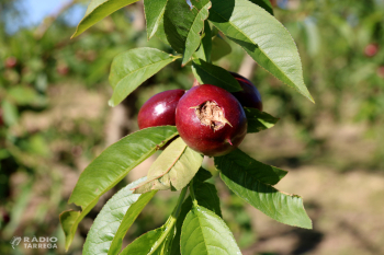 Agroseguro calcula que la pedregada de dissabte a Ponent pot haver afectat prop de 10.000 hectàrees de fruiters