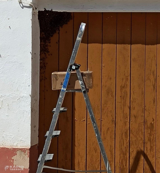 Retiren un eixam d’abelles en una casa al Carrer Mestre Güell de Tàrrega