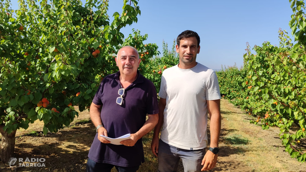Creix el nombre de joves menors de 20 anys que treballen a la campanya de la fruita