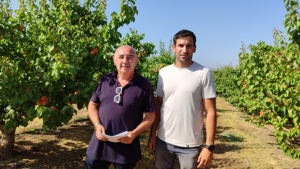 Creix el nombre de joves menors de 20 anys que treballen a la campanya de la fruita