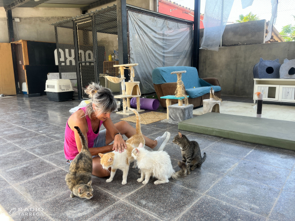 L’Ajuntament de Tàrrega impulsa un reglament per controlar la població de gats ferals