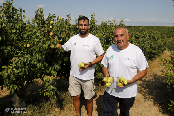 Asaja alerta d'una campanya de la pera a Ponent amb produccions "irregulars" per les pedregades i les altes temperatures