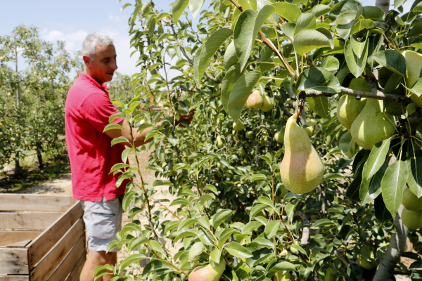 Les pedregades dels darrers mesos marquen la collita de fruita de llavor, que es manté en la mitjana dels darrers anys