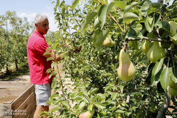 Les pedregades dels darrers mesos marquen la collita de fruita de llavor, que es manté en la mitjana dels darrers anys