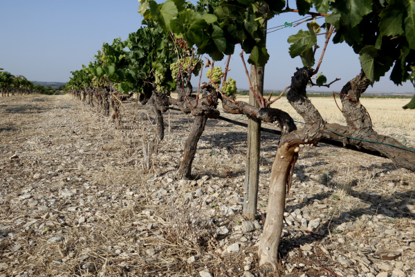 Agricultura destina 1,5 milions en ajuts per instal·lar mesures de protecció envers la fauna cinegètica als conreus