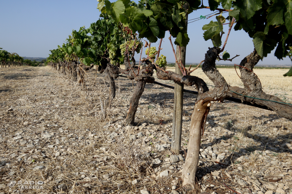 Agricultura destina 1,5 milions en ajuts per instal·lar mesures de protecció envers la fauna cinegètica als conreus