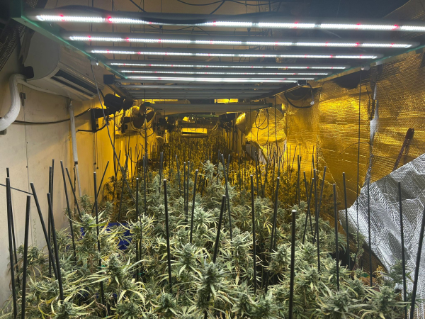 Els Mossos d’Esquadra desmantellen dues plantacions de marihuana d’un grup criminal a Golmés i Bellpuig