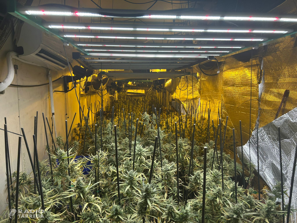 Els Mossos d’Esquadra desmantellen dues plantacions de marihuana d’un grup criminal a Golmés i Bellpuig
