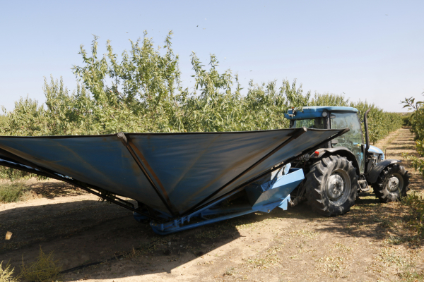 Comença la campanya de l'ametlla amb bones previsions de collita i un repunt en els preus