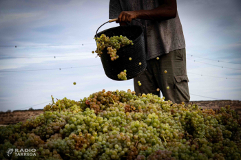 La cooperativa L'Olivera de Vallbona de les Monges preveu collir 185.000 kg de raïm durant la verema