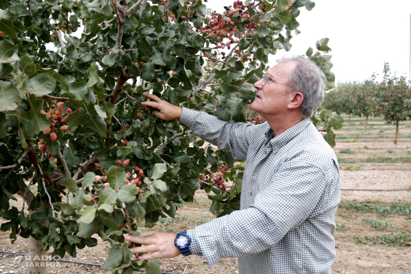 Els pistatxers de la comarca de l'Urgell tanquen una campanya desigual però amb fruit de qualitat