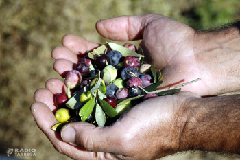 Unió de Pagesos alerta d'una campanya de l'oli 'nefasta' amb pèrdues d'entre el 40% i el 70% de la collita