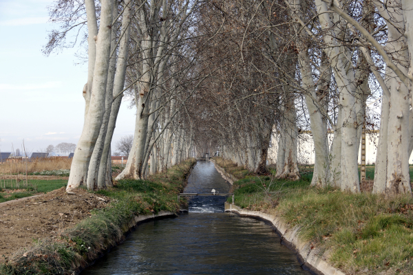 El Parlament insta el Govern a donar més suport econòmic als regants per modernitzar el canal d'Urgell