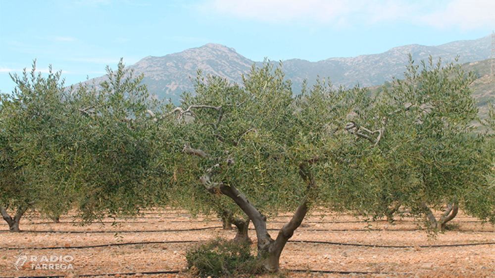 El Departament d'Agricultura abona més de 4,7 M€ per lluitar contra plagues i malalties dels vegetals amb sistemes alternatius als químics