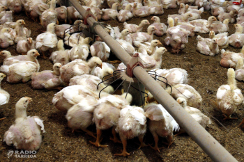 Cap positiu de grip aviària en les granges situades dins el radi de 3 quilòmetres del focus de l'Urgell