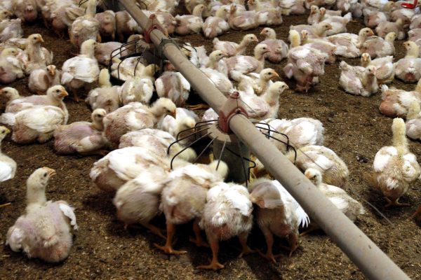 Cap positiu de grip aviària en les granges situades dins el radi de 3 quilòmetres del focus de l'Urgell