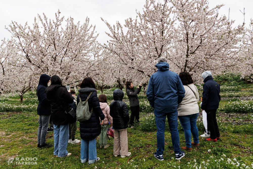 Mas de Colom reafirma el seu vincle amb la cultura popular, coincidint amb la floració dels ametllers