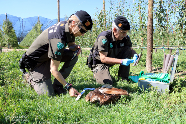 Els Agents Rurals posen en marxa una campanya preventiva per evitar l'ús de verins al medi natural