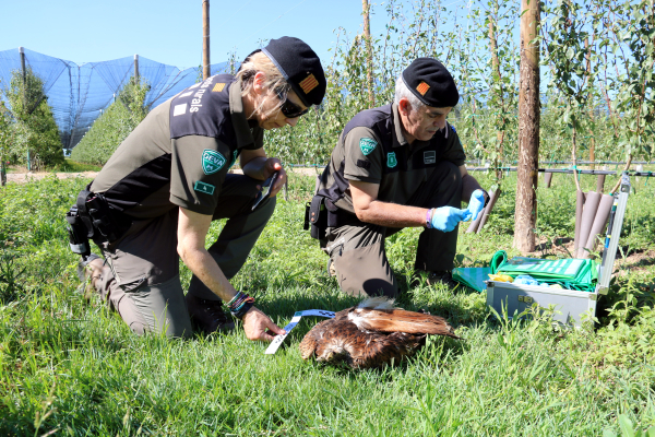 Els Agents Rurals posen en marxa una campanya preventiva per evitar l'ús de verins al medi natural