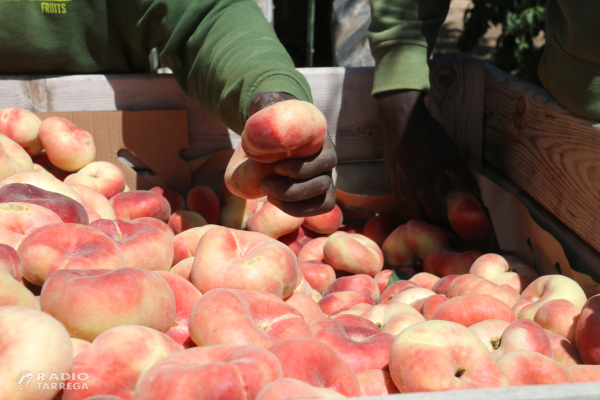 La FCAC demana l'autorització urgent d'insecticides contra plagues de la fruita