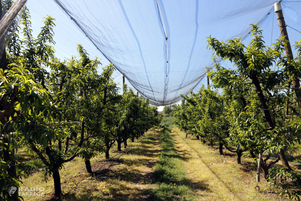 L'ADV Terres de Ponent alerta de pedregades més virulentes pel canvi climàtic