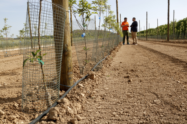 Uns 150 agricultors es beneficien de la línia d'ajuts d'Agricultura per comprar protectors per evitar danys de conills