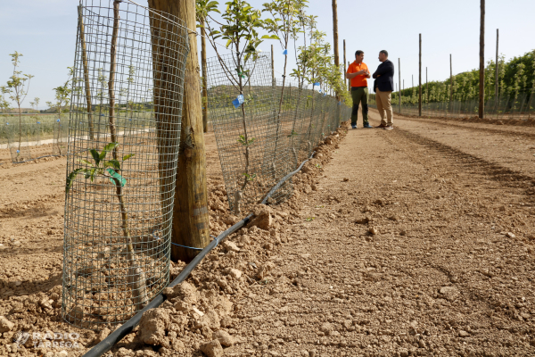 Uns 150 agricultors es beneficien de la línia d'ajuts d'Agricultura per comprar protectors per evitar danys de conills
