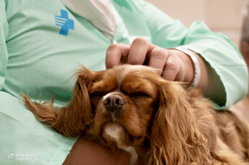 L'Eurocambra dona llum verda al reglament que obligarà a identificar amb microxip tots els gossos i gats a la UE