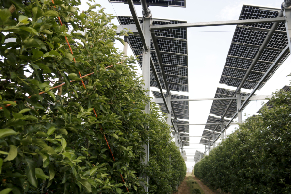 Plaques solars damunt de fruiters o a l'aigua, exemples d'energies renovables a Ponent que no comprometen el sòl agrari