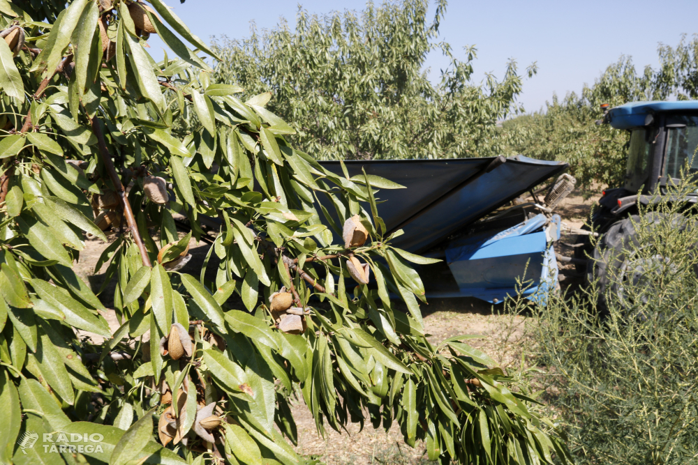 La collita d'ametlla podria augmentar un 7% enguany a Catalunya i la de garrofa un 12,5%, segons la FCAC