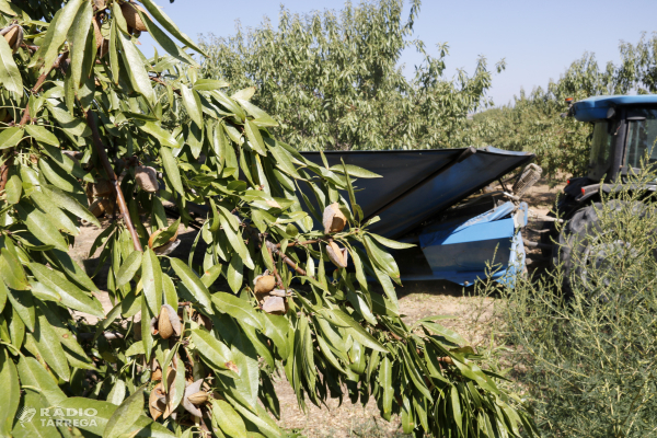 La collita d'ametlla podria augmentar un 7% enguany a Catalunya i la de garrofa un 12,5%, segons la FCAC