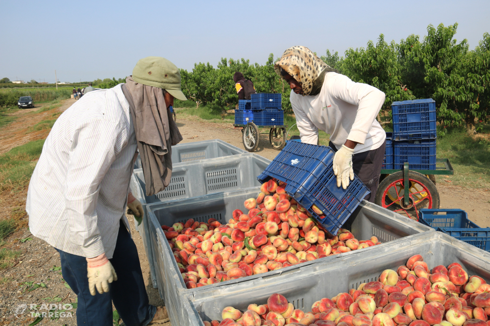 Ponent encara el gruix de la campanya de la fruita amb més de 700 places d'allotjament per a temporers que busquen feina